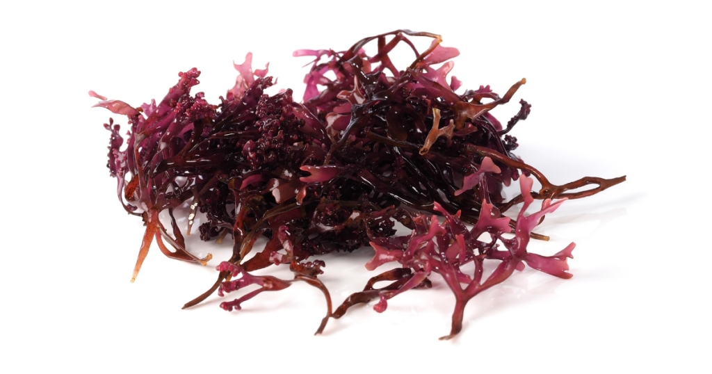 The Benefits of Sea Moss